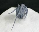 Long Spined Cyphaspis Eberhardiei Trilobite #7780-6